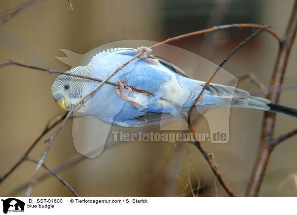 blauer Wellensittich / blue budgie / SST-01600