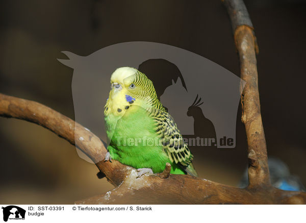 budgie / SST-03391