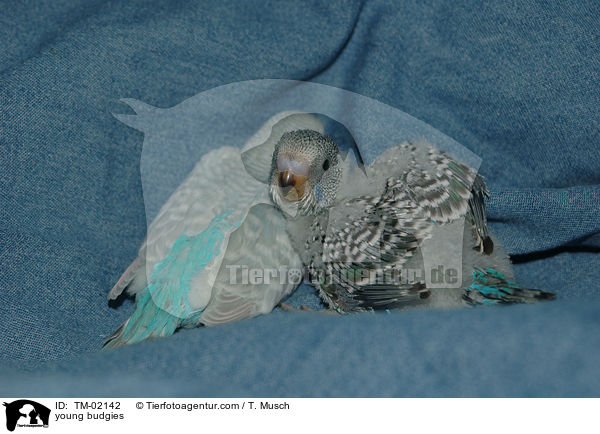 young budgies / TM-02142