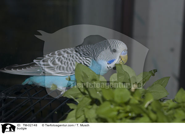 budgie / TM-02148