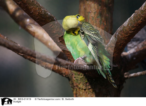 Wellensittich / budgie / BES-01419