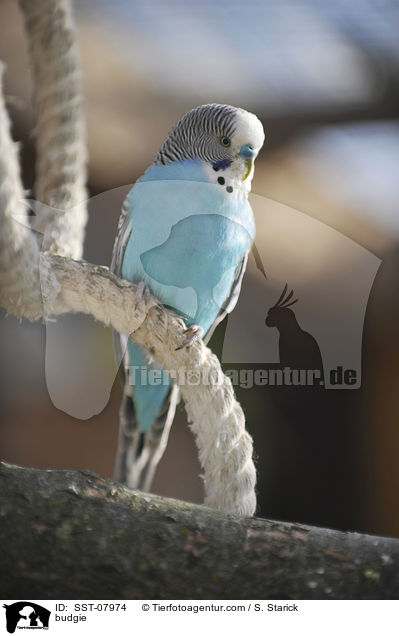 Wellensittich / budgie / SST-07974