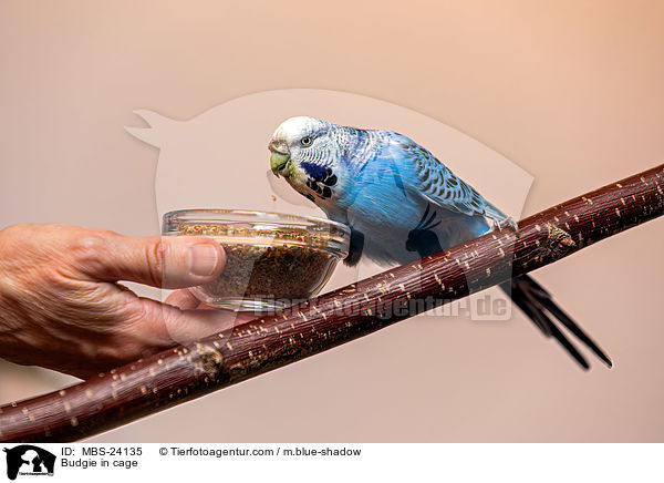 Budgie in cage / MBS-24135