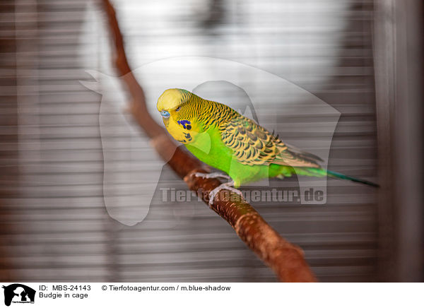 Budgie in cage / MBS-24143