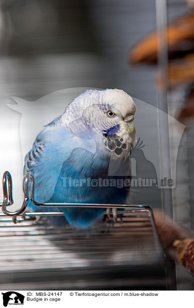 Wellensittich im Kfig / Budgie in cage / MBS-24147