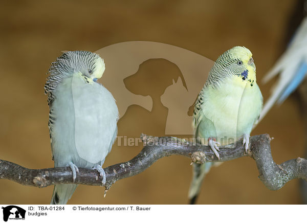 budgies / TBA-01284