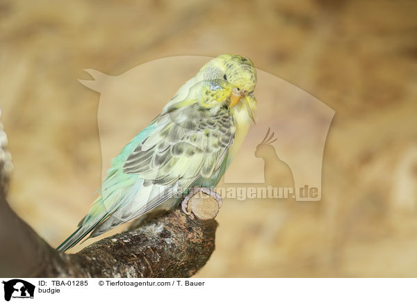 budgie / TBA-01285