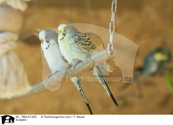 Wellensittiche / budgies / TBA-01300