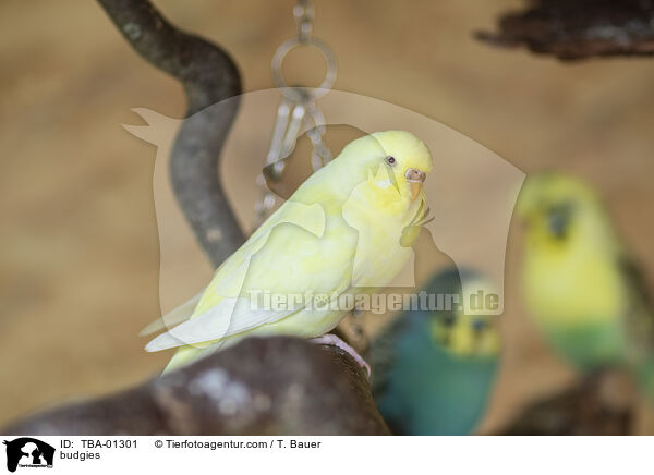 budgies / TBA-01301