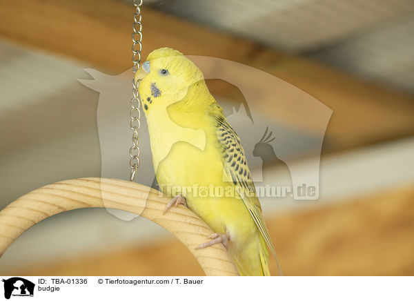 Wellensittich / budgie / TBA-01336