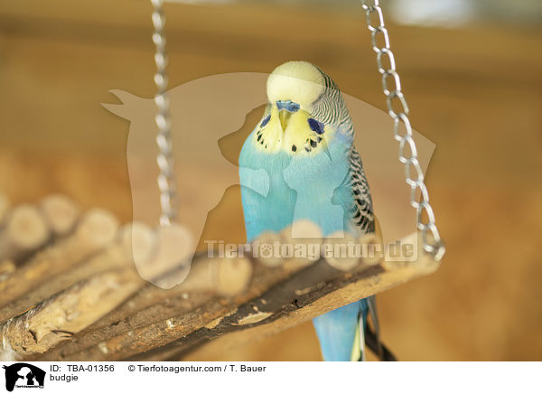 Wellensittich / budgie / TBA-01356