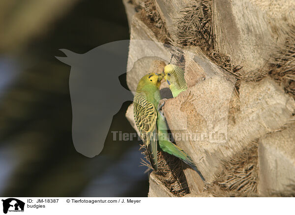 Wellensittiche / budgies / JM-18387