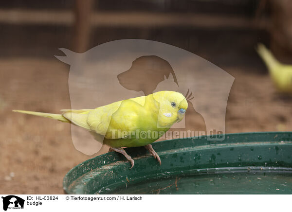 budgie / HL-03824