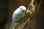 budgerigar