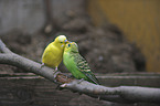 budgies