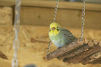 budgie