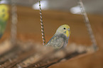 budgie