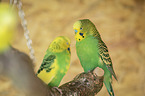 two budgies