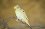 Budgerigar sitting on branch