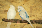 two budgies