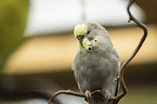 Budgerigar sitting on branch