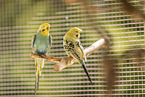 budgies