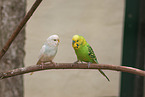 budgies