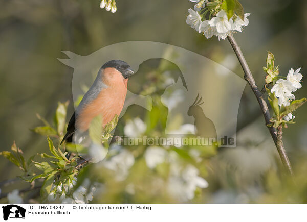 Gimpel / Eurasian bullfinch / THA-04247