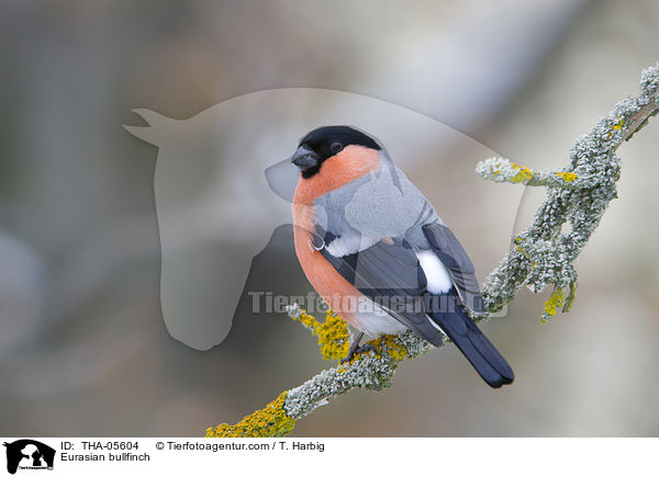 Gimpel / Eurasian bullfinch / THA-05604