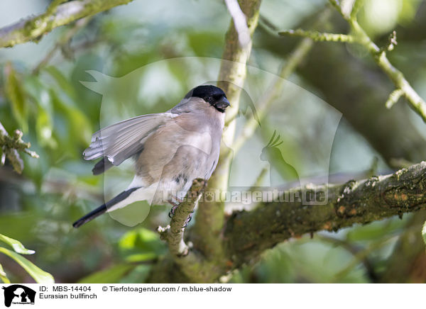 Gimpel / Eurasian bullfinch / MBS-14404