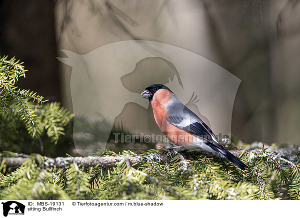 sitzender Gimpel / sitting Bullfinch / MBS-19131