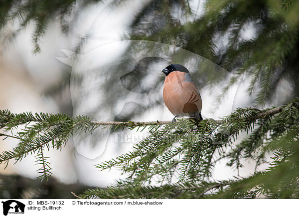 sitzender Gimpel / sitting Bullfinch / MBS-19132