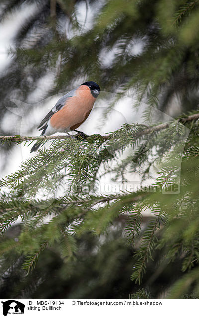 sitzender Gimpel / sitting Bullfinch / MBS-19134