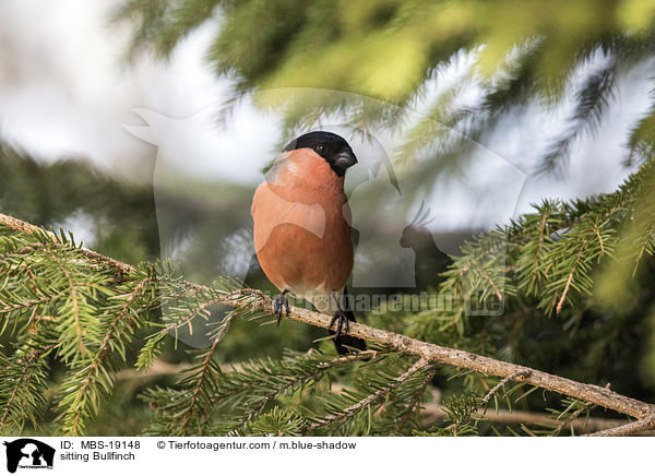 sitzender Gimpel / sitting Bullfinch / MBS-19148