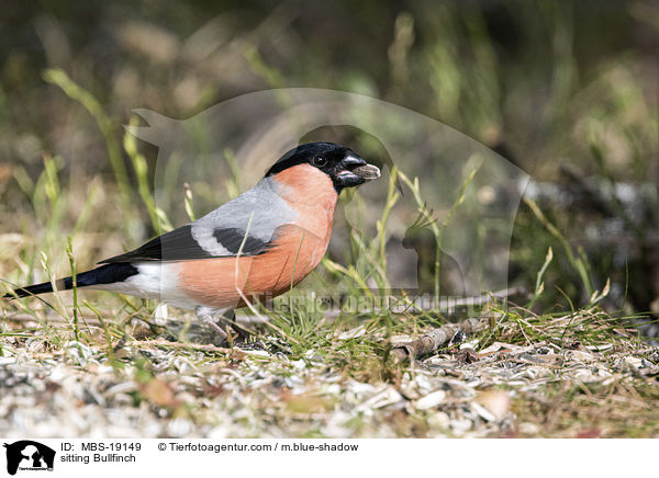 sitzender Gimpel / sitting Bullfinch / MBS-19149