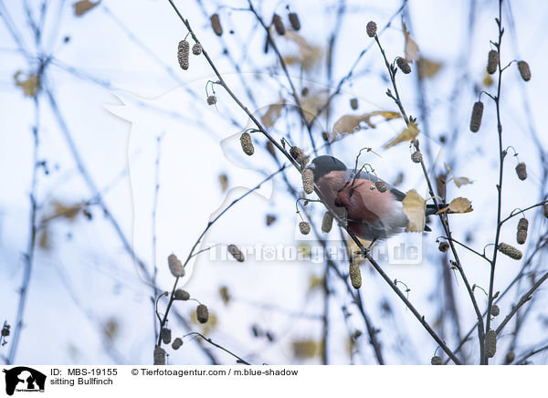 sitzender Gimpel / sitting Bullfinch / MBS-19155