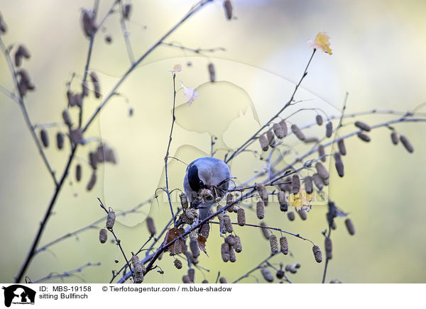 sitzender Gimpel / sitting Bullfinch / MBS-19158