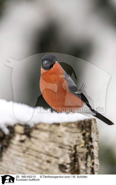 Gimpel / Eurasian bullfinch / WS-09213