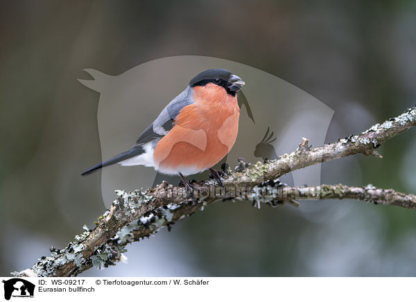 Gimpel / Eurasian bullfinch / WS-09217