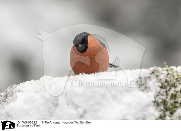 Gimpel / Eurasian bullfinch / WS-09222