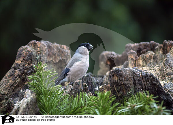 Gimpel sitzt auf Baumstumpf / Bullfinch sitting on tree stump / MBS-25450