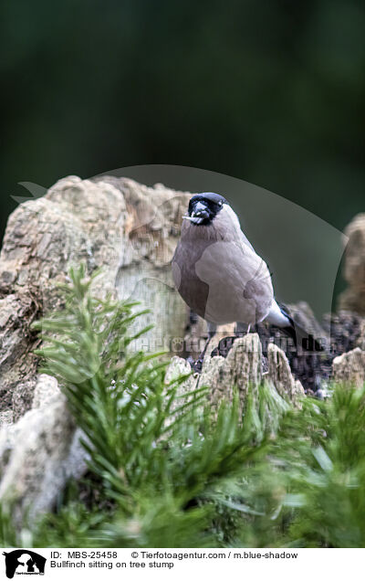 Gimpel sitzt auf Baumstumpf / Bullfinch sitting on tree stump / MBS-25458