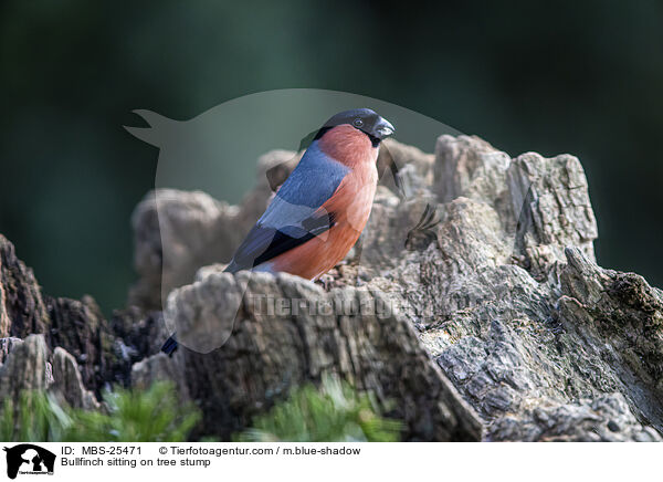 Gimpel sitzt auf Baumstumpf / Bullfinch sitting on tree stump / MBS-25471