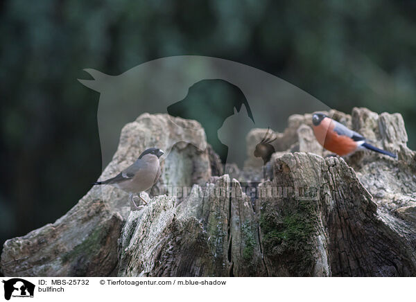 bullfinch / MBS-25732