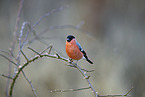 bullfinch