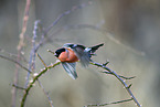 bullfinch