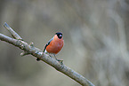 bullfinch