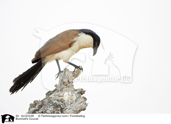 Burchell's Coucal / HJ-03336