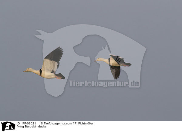 fliegende Radjahgnse / flying Burdekin ducks / FF-09021