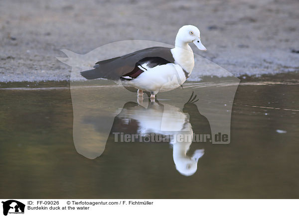 Radjahgans am Wasser / Burdekin duck at the water / FF-09026